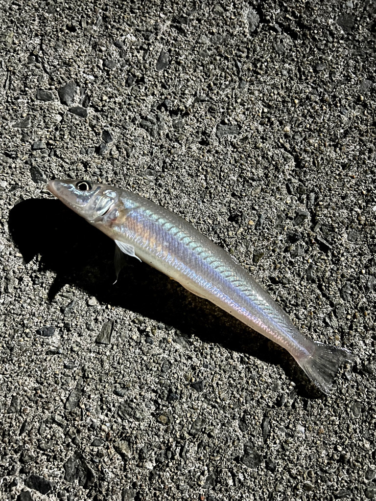 シーバス＋ちょい投げ