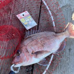 寒くても鯛は元気!