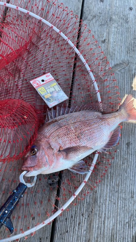 寒くても鯛は元気!