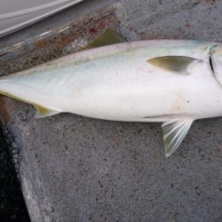 寒鰤ジギングシーズン開幕