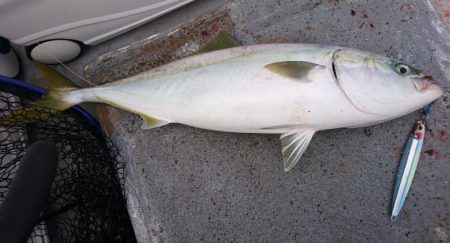 寒鰤ジギングシーズン開幕