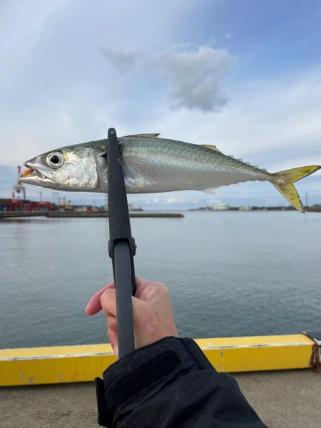 アジングデビュー戦🐟♬