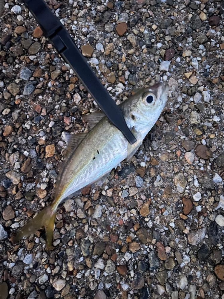 朝マズメアジング