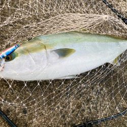 岸和田一文字沖の北は内向きも熱いにゃ！