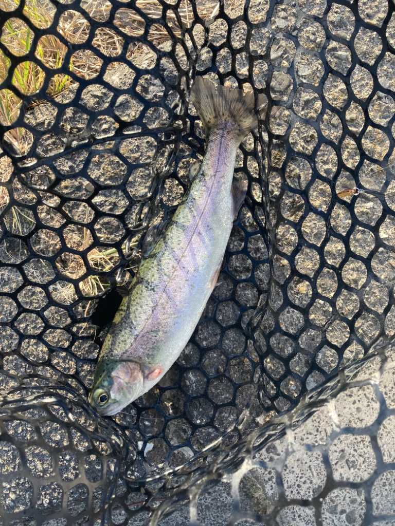 1年ぶりの北方マス釣り場