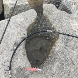 ソルトルアーでヒラメをゲット