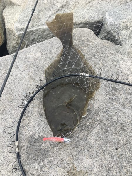 ソルトルアーでヒラメをゲット