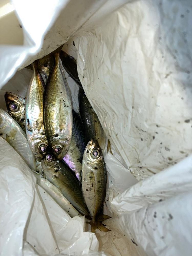 ポツポツ釣れた