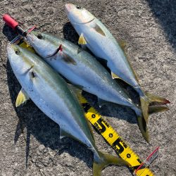 メジロ大漁　岸和田一文字