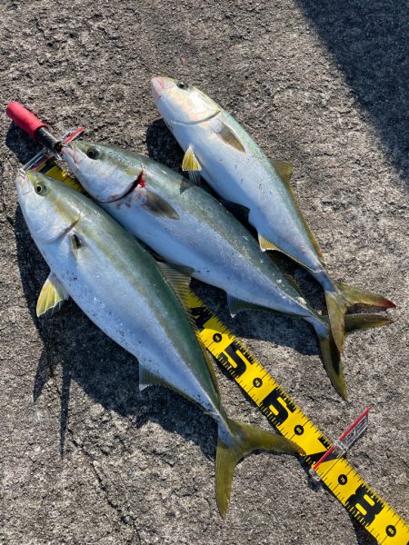 メジロ大漁　岸和田一文字