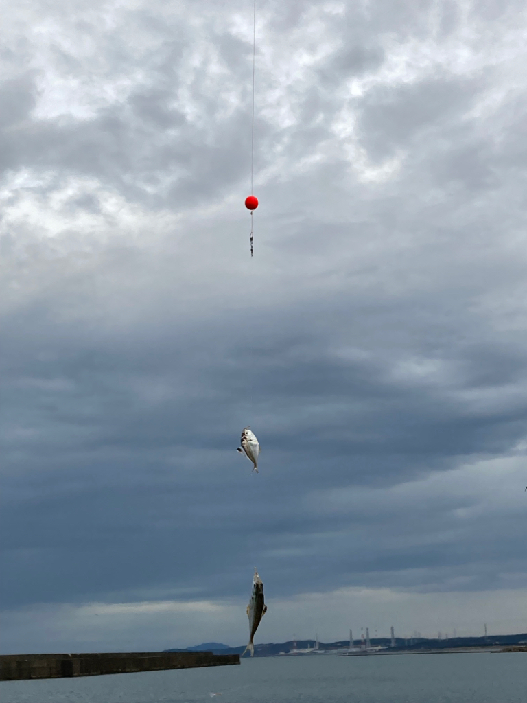 シーズン締めはサビキ釣り