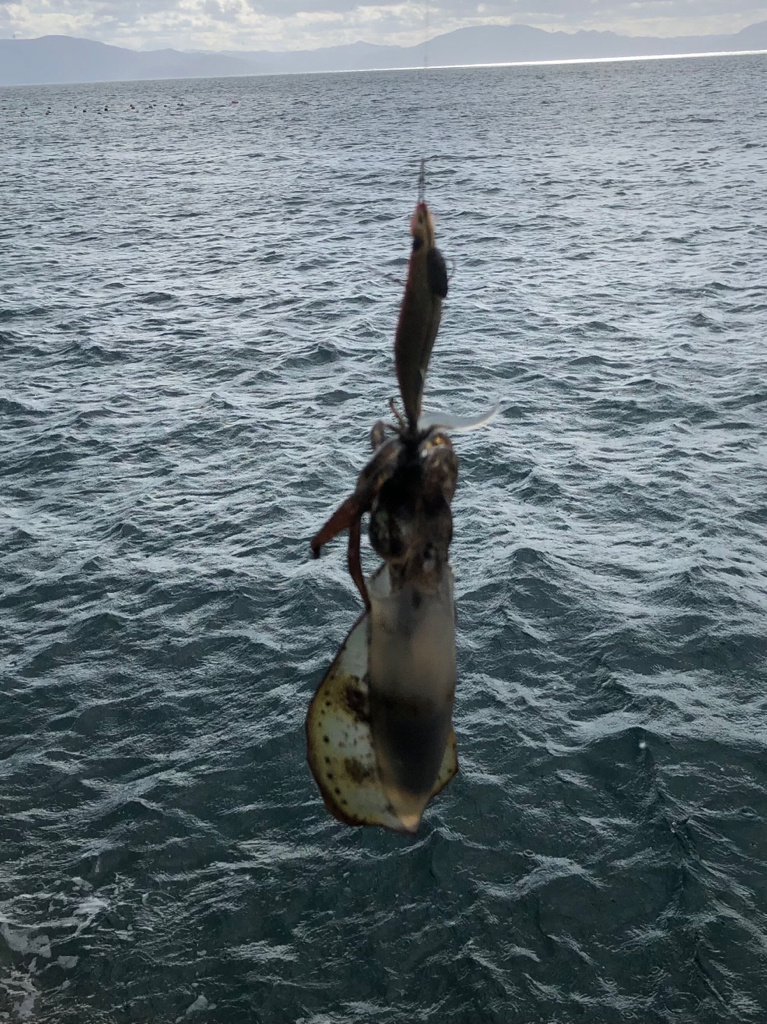 また魚? じゃなかった!