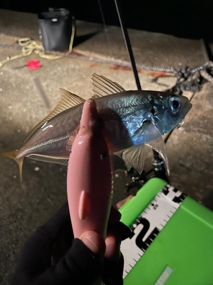 天候はアラレ、外海は荒れ、湾内はアジが荒喰い