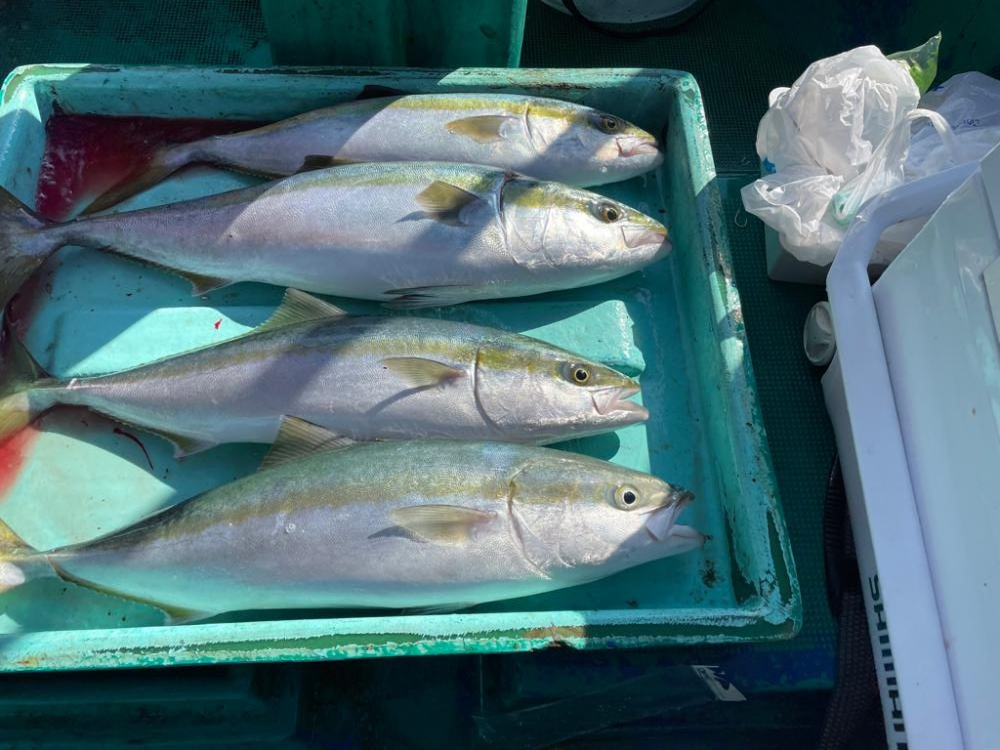 明石よりイカノマセで青物狙い