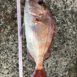 鯛を求めて再び