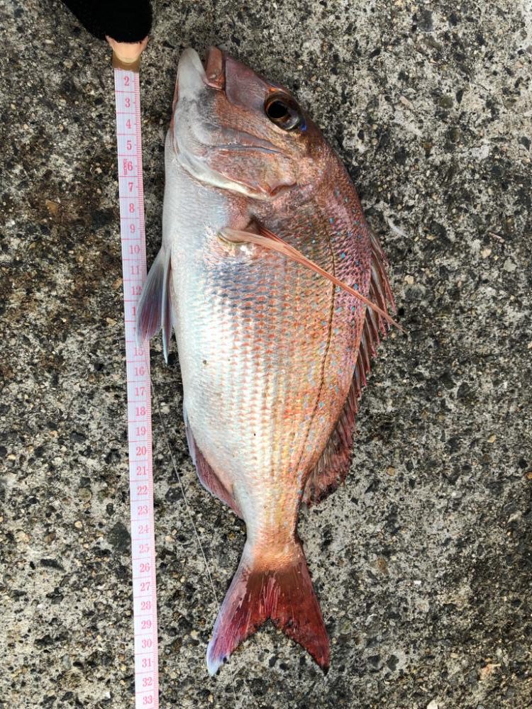 鯛を求めて再び