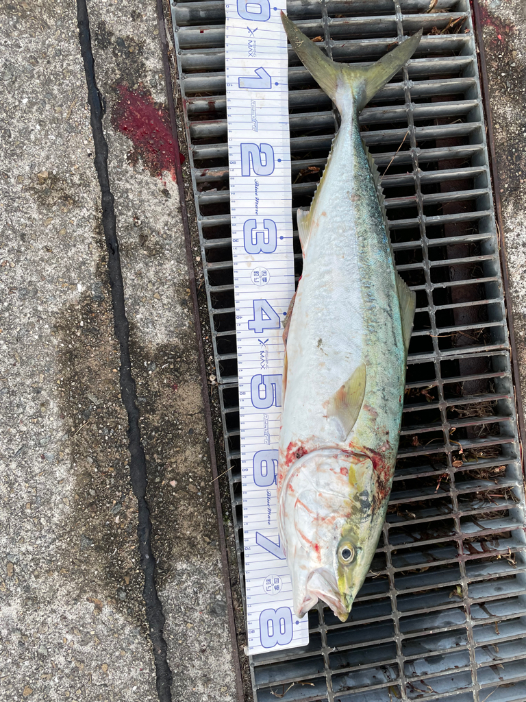 家から5分でメジロ