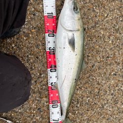 青物釣れましたっ❗þ…