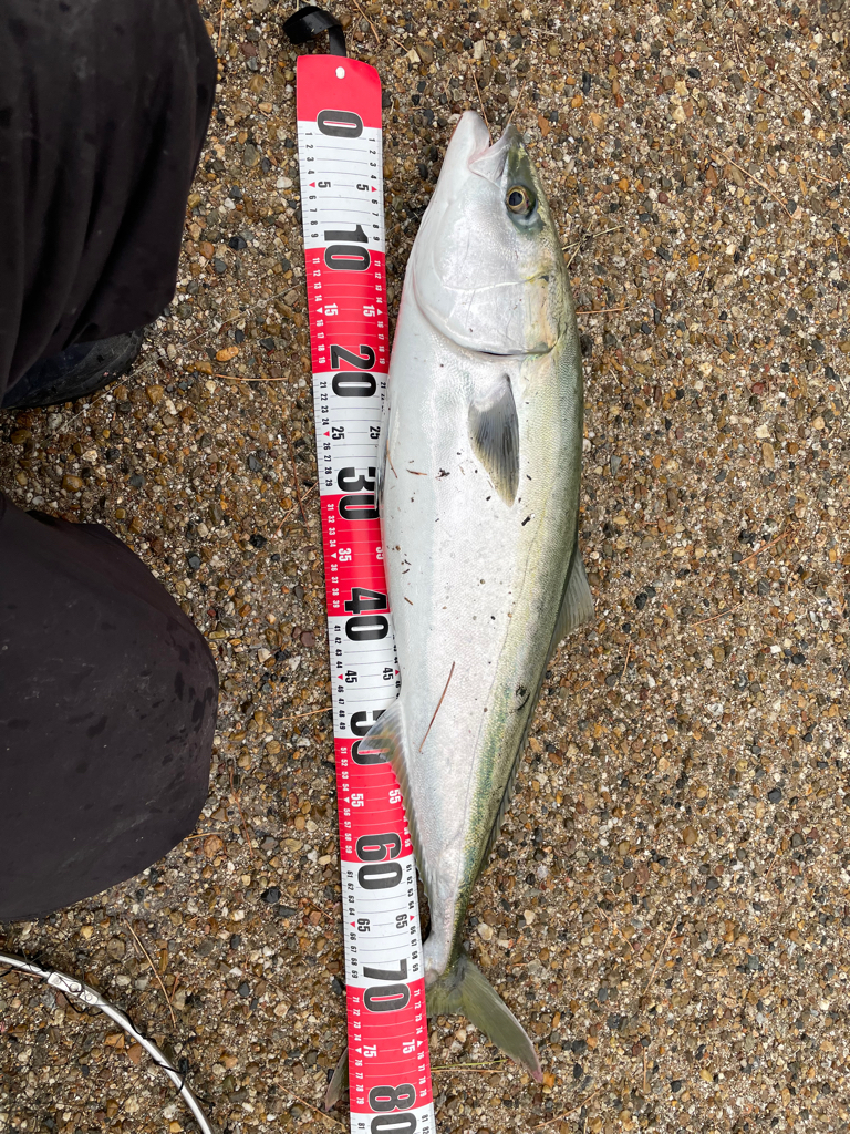 青物釣れましたっ❗️
