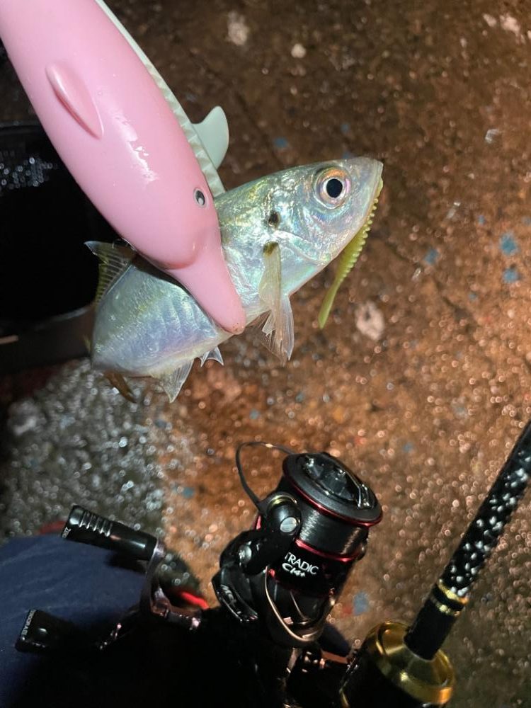 コンスタントにアジ爆釣！【美浜】