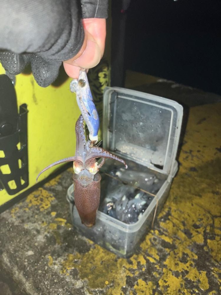 ヒイカは数釣りが面白い(^^)v