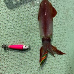 イカメタル＆パチコン