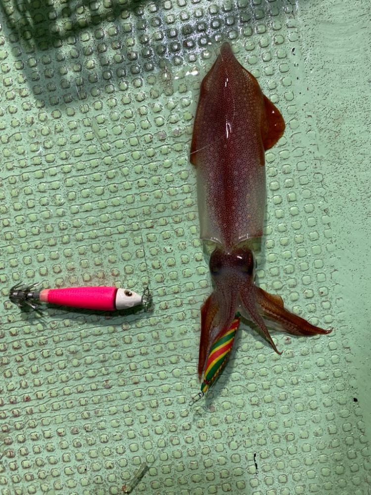 イカメタル＆パチコン