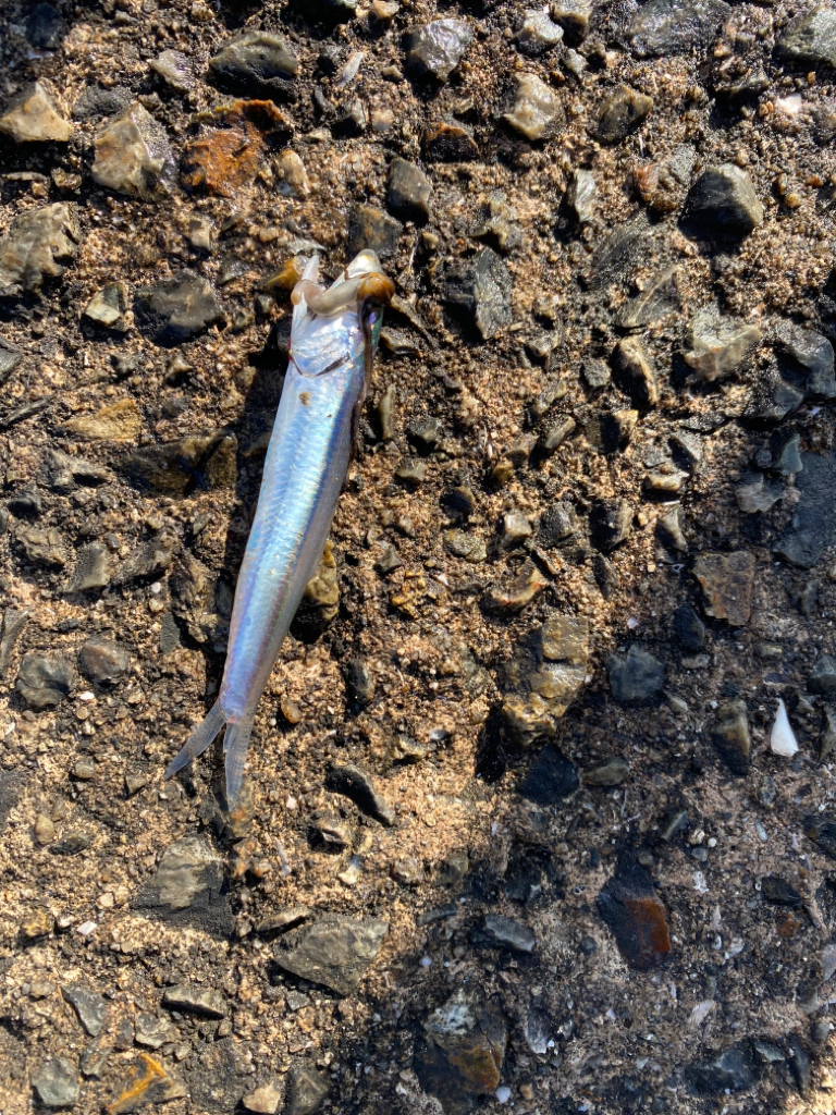 ショアジギ最終戦