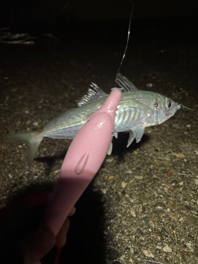 アジングで黒鯛