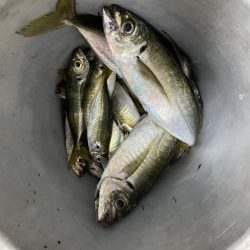 アジでかくなってるl>┼┼(.,,゚Д゚)