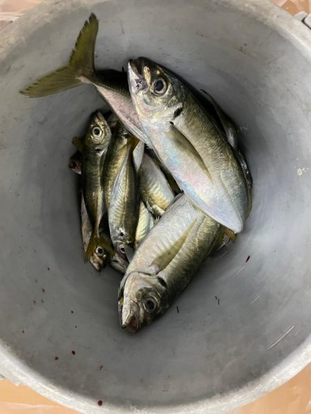 アジでかくなってるl>┼┼(.,,゚Д゚)