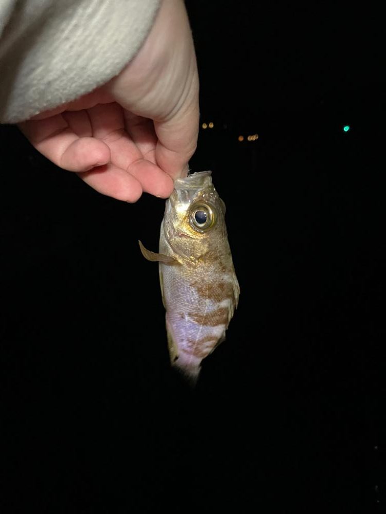 ライトゲームでアナゴ