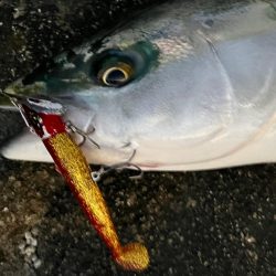 何で魚を寄せるか?