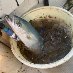 今年釣り納めです。