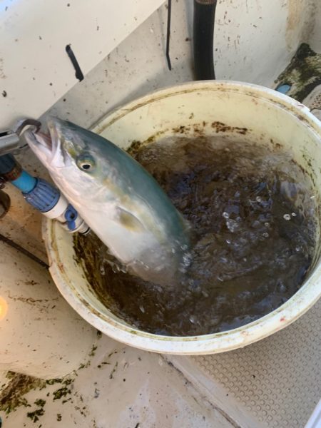 今年釣り納めです。