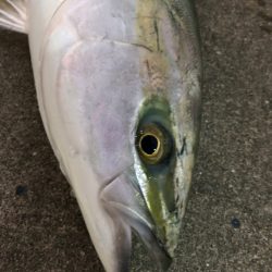 本日もノマセで青物ゲット