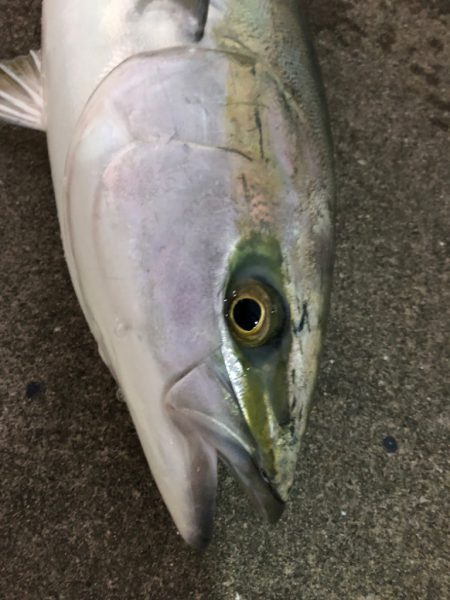 本日もノマセで青物ゲット