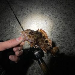 深夜に2022年釣り納め行ってきました