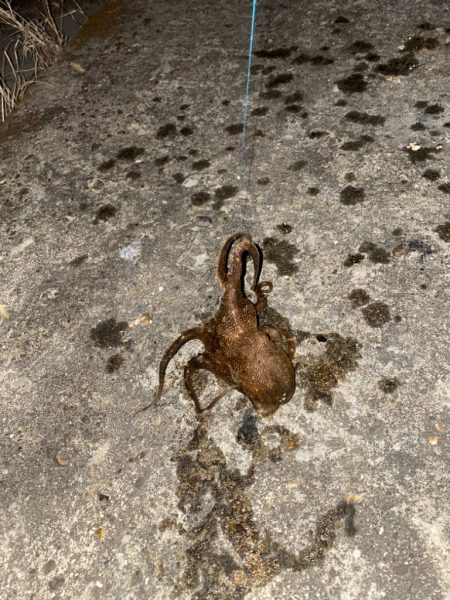 タコ釣り
