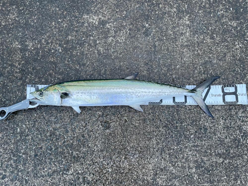 やっと、やっと出たサワラ！