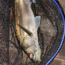 初めて狙って釣れた