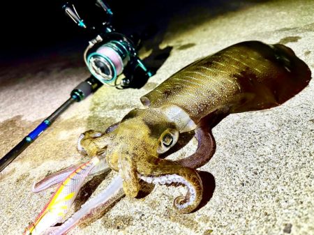 月夜のエギング！