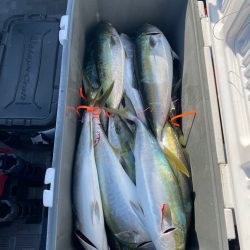 まだまだタチパターン