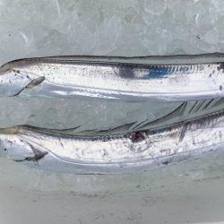 沖の北内向きにまだタチウオがいましたにゃ!