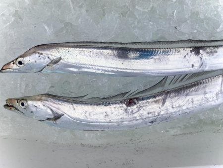 沖の北内向きにまだタチウオがいましたにゃ!