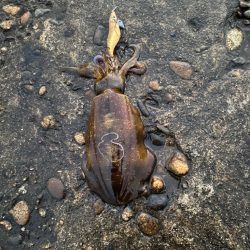 初メバルとアオリ