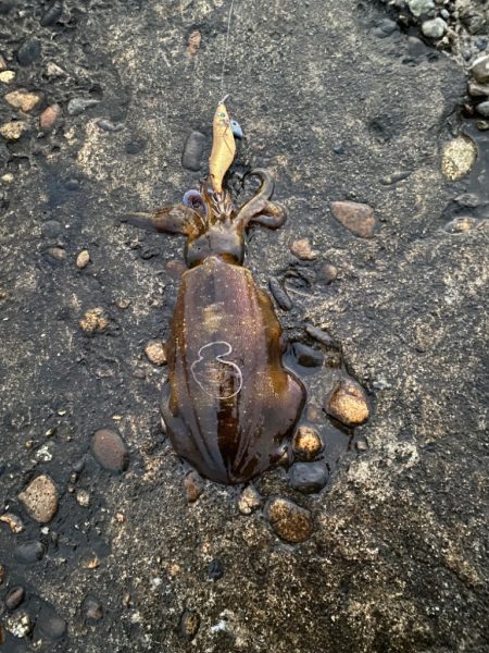 初メバルとアオリ