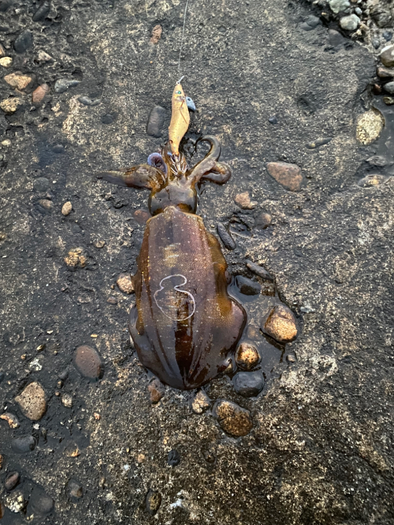 初メバルとアオリ