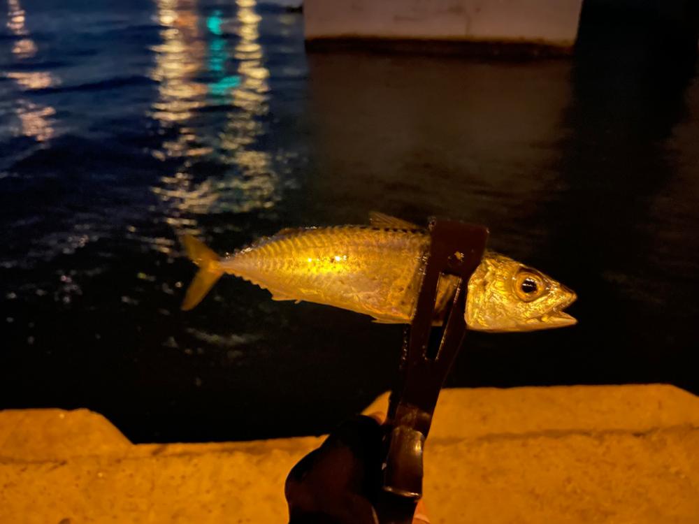 夢舞大橋アジング1211