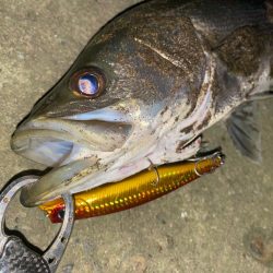 やっとシーバスくんに出逢えたっ！